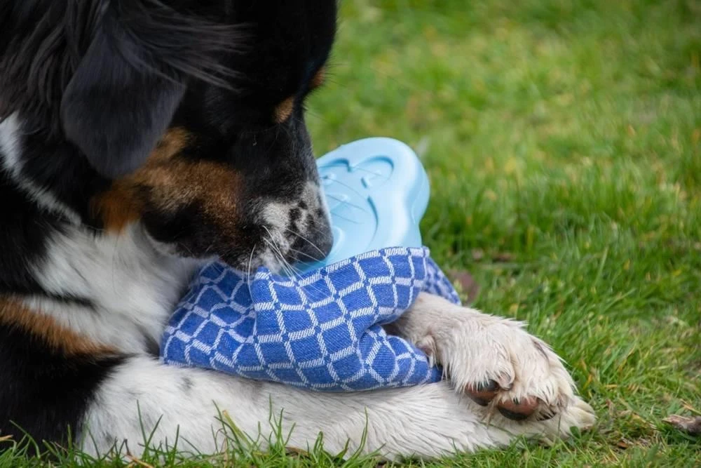 CoolPets Ice PINGWIN Pour Chiens 3 CoolPets Ice PINGWIN Pour Chiens – Image 3