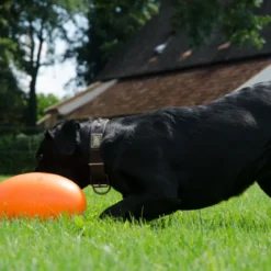 DOG COMETS Balle D'évasion PAN-STARS Vert -Promos Paw Mignon Boutique fre pl DOG COMETS balle devasion PAN STARS vert 29865 3