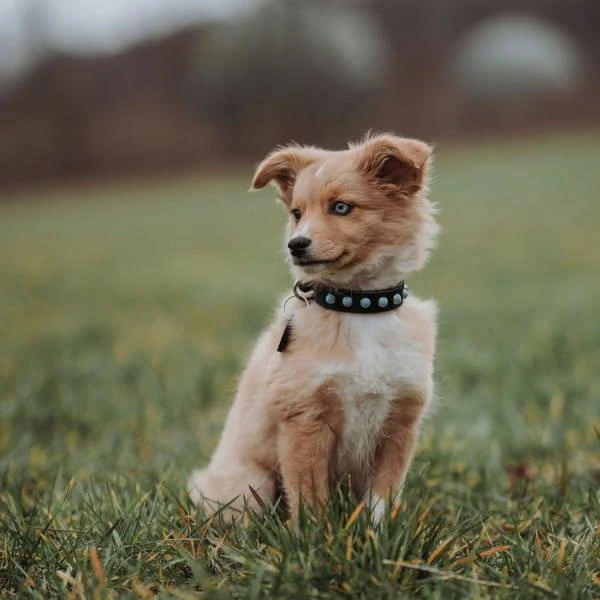 Hunter Collier En Cuir Pour Chien Modica- S- 45 Cm 2 Hunter Collier En Cuir Pour Chien Modica- S- 45 Cm – Image 2