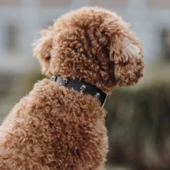 Hunter Mombasa Collier De Chien En Cuir XS-S- 40 Cm 7 Hunter Mombasa Collier De Chien En Cuir XS-S- 40 Cm -Promos Paw Mignon Boutique fre pl Hunter Mombasa collier de chien en cuir XS S 40 cm 28235 3