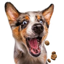 Josera Festival 15 Kg -Promos Paw Mignon Boutique fre pl Josera Festival 15 kg 13669 6