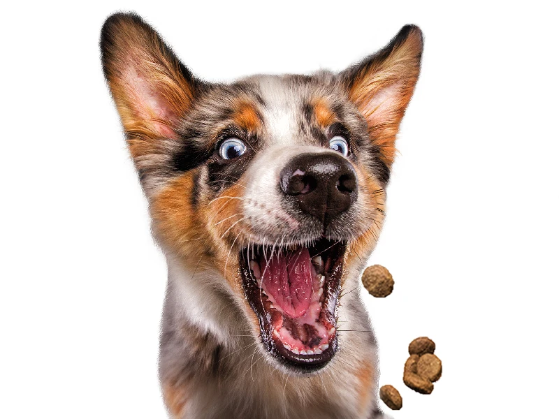 Josera Festival 15 Kg + Surprise Pour Votre Chien GRATUITES ! 5 Josera Festival 15 Kg + Surprise Pour Votre Chien GRATUITES ! – Image 5