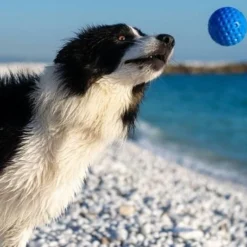 Kiwi Walker Let's Play BALL Maxi Balle Orange -Promos Paw Mignon Boutique fre pl Kiwi Walker Lets Play BALL Maxi balle orange 29860 3