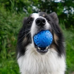 Kiwi Walker Let's Play BALL Maxi Balle Orange -Promos Paw Mignon Boutique fre pl Kiwi Walker Lets Play BALL Maxi balle orange 29860 5