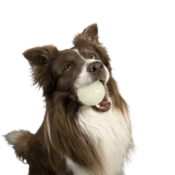 Kiwi Walker Let's Play GLOW BALL Maxi Balle -Promos Paw Mignon Boutique fre pl Kiwi Walker Lets Play GLOW BALL Maxi balle 29862 4