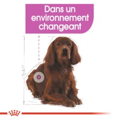 ROYAL CANIN CCN Medium Relax Care 3kg -Promos Paw Mignon Boutique fre pl ROYAL CANIN CCN Medium Relax Care 3kg 16279 5
