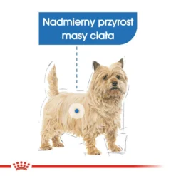 Royal Canin Mini Light Weight Care 8kg + Surprise Pour Votre Chien GRATUITES ! 9 Royal Canin Mini Light Weight Care 8kg + Surprise Pour Votre Chien GRATUITES ! -Promos Paw Mignon Boutique fre pl Royal Canin Mini Light Weight Care 8kg surprise pour votre chien GRATUITES 17870 4