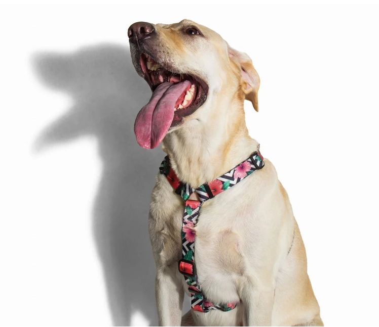 ZEE DOG Mahalo S Harnais Pour Chien 2 ZEE DOG Mahalo S Harnais Pour Chien – Image 2