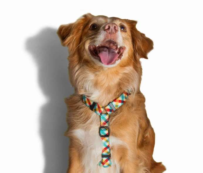 ZEE DOG PHANTOM Harnais Pour Chien M 2 ZEE DOG PHANTOM Harnais Pour Chien M – Image 2