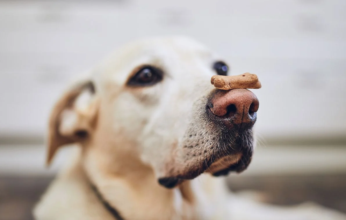 Promos Paw Mignon Boutique -Promos Paw Mignon Boutique 1444x920 labrador retriever balancing dog biscuit with bone shape on his nose